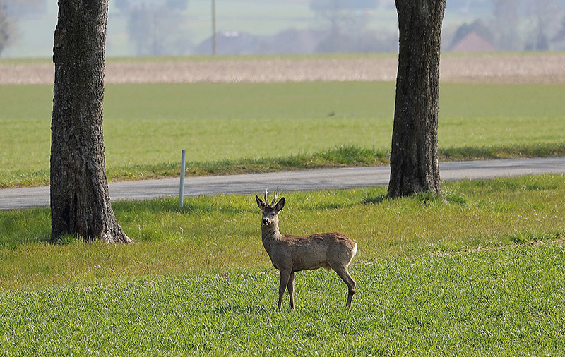 Rehwildbejagung im Frühjahr, Aufgang der Bockjagd und Vorverlegung der Jagdzeit auf Rehwild: Interview mit Wildbiologe Johannes Lang.