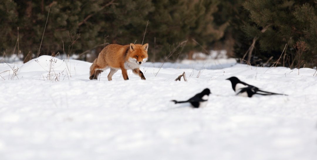Fuchs im Winterbalg