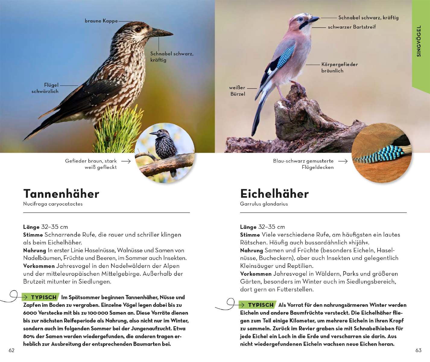 Kosmos Verlag Naturführer Basic Gartenvögel  Naturführer „Basic Gartenvögel“ vom Kosmos Verlag mit einfach Bestimmungshilfen Probeseite 3