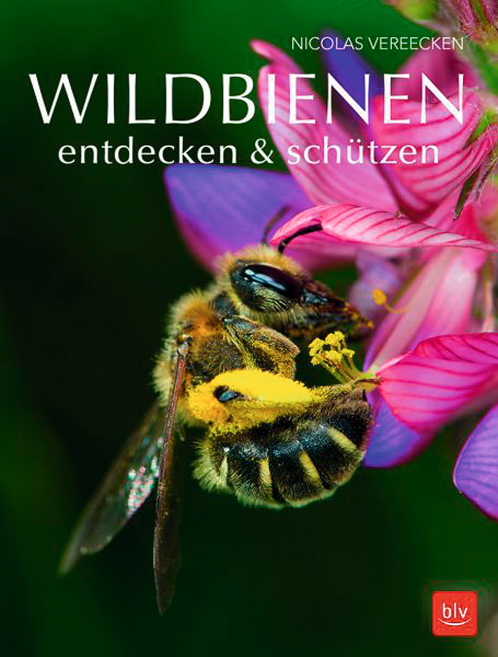 BVL Wildbienen - entdecken & schützen