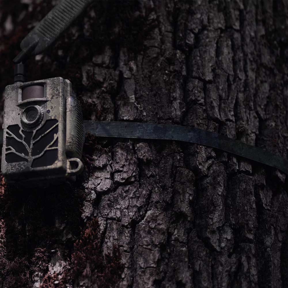 Zeiss Secacam Baumgurt mit montierter Secacam am Baum