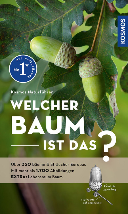 Welcher Baum ist das? Spohn
