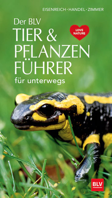 DIV Fachbuch Der BLV Tier- & Pflanzenführer für unterwegs  Einfaches, schnelles und zweifelsfreies bestimmen von Tier- und Pflanzenarten.