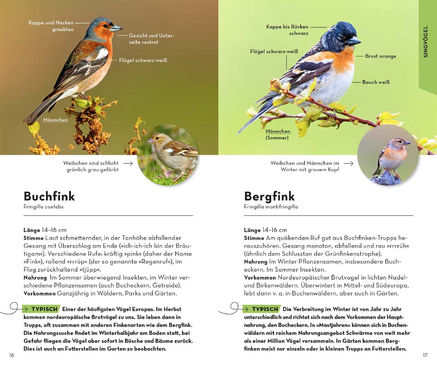 Kosmos Verlag Naturführer Basic Gartenvögel  Naturführer „Basic Gartenvögel“ vom Kosmos Verlag mit einfach Bestimmungshilfen Probeseite2
