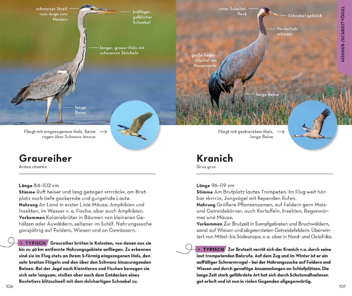 Kosmos Verlag Naturführer Basic Gartenvögel  Naturführer „Basic Gartenvögel“ vom Kosmos Verlag mit einfach Bestimmungshilfen Probeseite 4